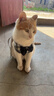 加仕高宠物猫绳胸背带遛猫绳防挣脱猫链子猫咪牵引绳可调节带铃铛S号 实拍图