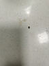 KOOGIS呋虫胺杀虫剂喷雾基孔肯雅热蟑螂药蚂蚁苍蝇驱蚊臭虫跳蚤专用床上 实拍图