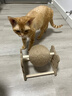 HELLOJOY逗猫咪玩具自嗨解闷猫抓板幼猫爪板小猫抓球耐抓不掉屑耐磨猫爬架 实拍图