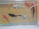 森森 超白玻璃小鱼缸HWK-600P裸缸款水草缸金鱼缸小型水族箱水草缸  实拍图