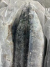 深海秋刀鱼 新鲜海捕船冻锁鲜无冰日式料理海鲜烧烤食材 生鲜鱼类 海捕秋刀鱼1斤（5-7条/斤） 实拍图