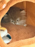 阿柴与猫封闭式猫窝大房子小型犬狗窝睡觉猫狗屋可拆洗四季通用宠物窝 实拍图