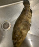 鲜活大龙胆石斑鱼1条 600g起 实拍图