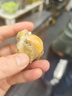 初鲜大号冷冻带黄扇贝肉净重2斤约80-120颗烧烤火锅食材海鲜年货送礼 实拍图