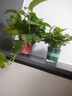 双盟绿萝盆栽除甲醛花卉绿植办公室新房净化空气 120款10盆源头直发 实拍图