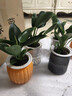 新大叶金钻绿公主盆栽植物除甲醛绿植办公室四季常青室内客厅摆放 【拍一发二】金钻+灰繁星吸水盆 含盆高度15-20厘米 实拍图