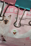 皇家幼猫猫粮 幼猫奶糕K36通用粮离乳期 英短美短布偶幼猫猫咪专用粮 400g【4-12月】k36幼猫粮 实拍图