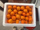 京鲜生 正宗广西砂糖桔4.5斤装 单果35mm+ 花皮 水果年货 源头直发包邮 实拍图