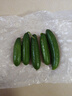 京喜加新鲜无刺水果小黄瓜小青瓜脆甜荷兰脆嫩生吃黄瓜蔬菜 水果黄瓜 1斤 净重 实拍图