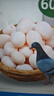 均鲜新鲜土鸽子蛋杂粮喂养农家特产白鸽蛋信鸽蛋孕妇宝宝年货节礼盒装 60枚1220g左右精选鲜鸽蛋 实拍图