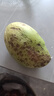 集南鲜 越南青玉芒果 芒果当季大青皮黄皮大芒果新鲜水果整箱 含箱10斤 单果250g起  净重9斤 实拍图