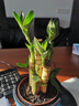 绿有意绿植盆栽多肉花卉盆栽植物室内桌面水培绿植办公室客厅植物懒人 3盆自选】植物和盆颜色请备注 实拍图