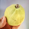 京鲜生 新疆库尔勒香梨 净重10斤 一级 单果100-120g 生鲜水果 实拍图