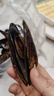 柒岛海捕大青口贝鲜活特大海虹淡菜新鲜冷冻海鲜贻贝青口贝水产 5斤(净重)  鲜活海鲜会吐水 实拍图