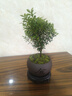 八芽 小叶赤楠盆景摆件室内绿植花卉盆栽老桩客厅办公室桌面好养植物 （【热销款】舍得紫砂盆赤楠+苔藓+底座） 实拍图