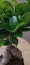 金钱榕树盆景老桩小叶榕苗木造型盆栽人参榕室内绿植提根绿植矮莊 中富贵榕25cm左右高度 实拍图