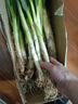 正宗山东大葱铁杆长葱好吃新鲜脆甜香章丘大葱葱头当季蔬菜可生吃 9斤【源头直采包邮】 实拍图