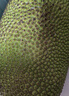 京鲜生 海南菠萝蜜整个 13-17斤 净重13斤生鲜水果 源头直发 实拍图
