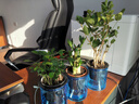 绿有意绿植盆栽多肉花卉盆栽植物室内桌面水培绿植办公室客厅植物懒人 3盆自选】植物和盆颜色请备注 实拍图