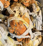 【活蟹】漁家师傅大闸蟹全母4.5-4.8两8只 去绳足重鲜活螃蟹现货生鲜年货礼盒 源头直发 实拍图