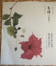 2026年日历台历新年礼物 花开有时手撕日历 2026花开有时手撕水彩花卉日历 实拍图