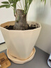 寿禾 花盆带托大号树脂简约绿植鲜花种植盆 木里盆大号-杏色 实拍图