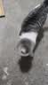 艾尔猫粮 室内解馋猫系列 全价全期成猫幼猫通用型宠物粮 幼猫专用500G*5 5斤 实拍图