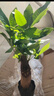 ⭐【包活】发财树盆栽鲜花绿植物办公室内吸甲醛绿萝文竹水培易养 【粗2-3cm】单杆发财树【原盆】 实拍图