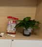 特价绿萝盆栽室内客厅办公室吸甲醛净化空气水培植物绿植花卉好养 【新居摆放10盆】绿萝+灰色南瓜盆自吸水 整体含盆高度20-25cm 实拍图