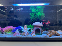 米家（MIJIA）小米米家智能生态鱼缸还原自然生态补仓一次三月无忧出差旅行必备 实拍图