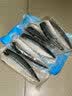 CLCEY正宗挪威青花鱼片 进口大青花鱼片 青花鱼片 冻鲜青花鱼片 青花鱼1kg（4-6片） 实拍图