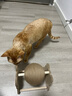HELLOJOY逗猫咪玩具自嗨解闷猫抓板幼猫爪板小猫抓球耐抓不掉屑耐磨猫爬架 实拍图