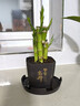 富贵竹盆栽植物室内净化空气绿植荷花竹办公室桌面四季好养小盆栽 荷花竹+节节高升盆+方底座【1盆】 盆口直径约8cm 实拍图