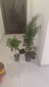 【绿萝盆栽】吸甲醛净化空气水培绿植物懒人花卉好养搬家礼物全 【特惠10盆】绿萝+白色南瓜盆自吸水 整体含盆高度20-25cm 实拍图
