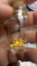 洲足金999金珠黄金小金珠金豆古法金珠DIY配件散珠隔珠路路通转运珠 3mm金珠  合单满 0.16g 包邮 单颗约0.02g 实拍图