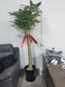 叹为观止大型植物发财树各种大颗盆栽开业乔迁客厅办公室内好养大型花卉 单杆发财树【1.5-1.7米】 含盆 实拍图