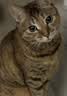 玫斯猫粮（metz）幼猫/成猫猫粮猫全猫粮奶糕英短美短全价美毛 肠道护理猫粮(1.5KG) 实拍图