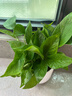 【绿萝盆栽】吸甲醛净化空气水培绿植物懒人花卉好养搬家礼物全 【1盆】绿萝+橙色南瓜盆自吸水 整体含盆高度20-25cm 实拍图
