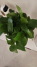 双盟绿萝盆栽除甲醛花卉绿植办公室新房净化空气180加仑2盆装源头直发 实拍图