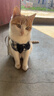 加仕高宠物猫绳胸背带遛猫绳防挣脱猫链子猫咪牵引绳可调节带铃铛S号 实拍图