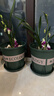 九千谷花盆加仑盆 园艺种植家用塑料花盆兰花盆带托盘24*24cm3个装5082 实拍图