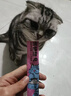 多特思猫零食猫条100支金枪鱼味成猫幼猫咪零食湿粮 实拍图