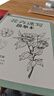 2册《花卉动物速写描摹本》零基础画画入门新手自学教程书籍线描花卉临摹手绘初学者学绘画教材铅笔画素描速写 实拍图