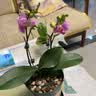 爱优尚蝴蝶兰盆栽中秋节礼物乔迁年宵花送礼客厅办公室四季开花源头直发 实拍图