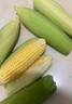 【新鲜甜玉米】现摘新鲜水果玉米新鲜甜玉米棒生鲜蔬菜可生吃早餐 新鲜水果玉米 5斤 净重 300g起 实拍图