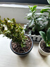 大叶金钻绿公主四季常青吸甲醛室内绿植可水培净化空气易活好养 大叶金钻/铂金钻盆栽随机发 1盆（约15厘米左右） 实拍图