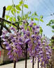 紫藤花树苗爬藤植物多花紫藤萝树苗阳台盆栽庭院老桩花卉四季开花 紫藤【1cm粗】大苗（可爬藤） 实拍图
