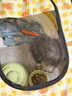 贝初众猫产房猫咪产房产窝大号折叠猫笼封闭式生产隔离房狗狗帐篷猫围栏 中号【适合猫妈妈+多只猫宝】 一房多用/矩形不占地/透气大空间 折叠易收纳/结实耐抓/经久耐用 实拍图