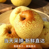 京地达梨砀山酥梨雪梨香梨子水果送礼净重4.8斤单果250g+源头直发 实拍图