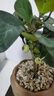 八芽盆栽小盼菩提树植物室内禅意盆景办公室桌面好养绿植源头直发包邮 莲花盆菩提（含方木托+紫砂托） 实拍图